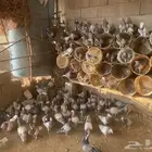 للبيع حمام سلفر جامبو