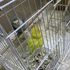 طيور روز زوج الليفه