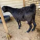 معزا حصيب