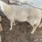 حريه حايل