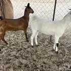 جفار مقاني