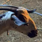 ماعز بيشي فاخر