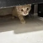 قطط ثنتين للتبني
