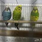 سلام عليكم انثتين. وذكر بادجي