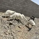 طليان للبيع في بيشة