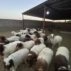 30 راس نعيمي