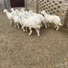 عشر رخال للبيع بمحافظة الحجرة