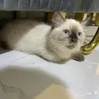 قطه همالايا عمرها 3 شهور