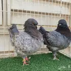 كنق مودينا بعياله