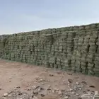 علف بلوبنك