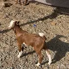 تيوس تربية للبيع