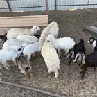 غنم ومعزا للبيع