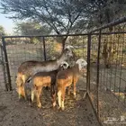 سواكنيه خلفه تحتها 2 عيالها ذبايح