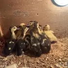 للبيع صوص بط مصري