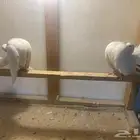 حمام شماسي بيور