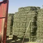 برسيم مخلوط شد طيب