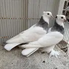 للعرض مو للبيع