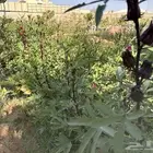 كركدية اطول من 80 سم إلى متر وزيادة المركن 5 ريال