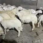 طليان حري و سواكني اضاحي
