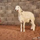 للبيع رخل حريه
