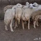 20 ضأن حريات تبارك الرحمن