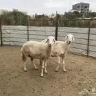 ضان للبيع