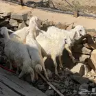 خرفان بلدي للبيع