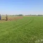 نجيله طبيعي مضمونه مشروطه