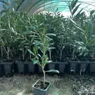 شتلات زيتون مكثف