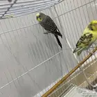 طيور الحب بادجي للبيع
