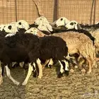 رخال