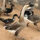 وز عراقي اصل دم صافي