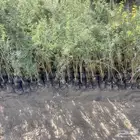 اشجار شوكيات( طلح -سدر -قرض -سمر )