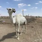 ابل فحول وحشوان وخلفات ولقاح