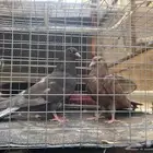 قطايف