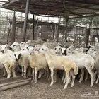 مقاني رفيديات