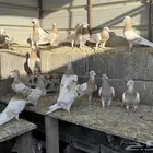 حمام زاجل كريمي