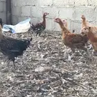 دجاج بلدي للبيع