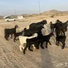 معزاء خلفات