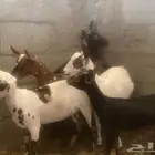 جفرات عمانيه و جنوبيه