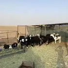 10 ولاد تحتها 10