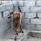 تيس فحل