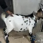 تيس قزم