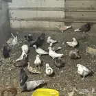طيور حمام للبيع