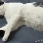 قطة حامل للتبني