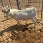 تيس قزمي ثني تشيكي اصل بيور