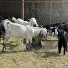 33 معزا مع الفحل. جروم. وأغلبها. أسنان شبب