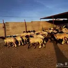 غنم نعيم