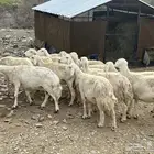 غنم مقاني