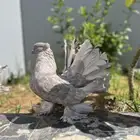 زوج رقاص تشريبه كبيره
